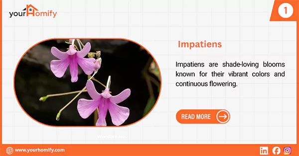 Impatiens
