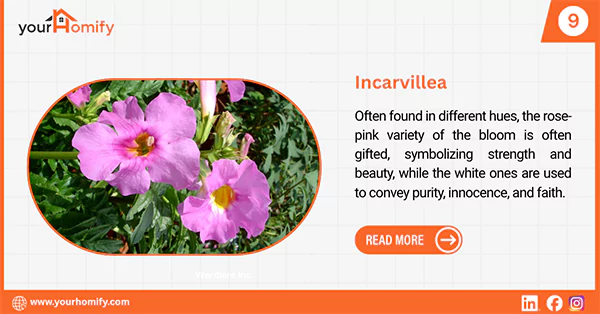 Incarvillea