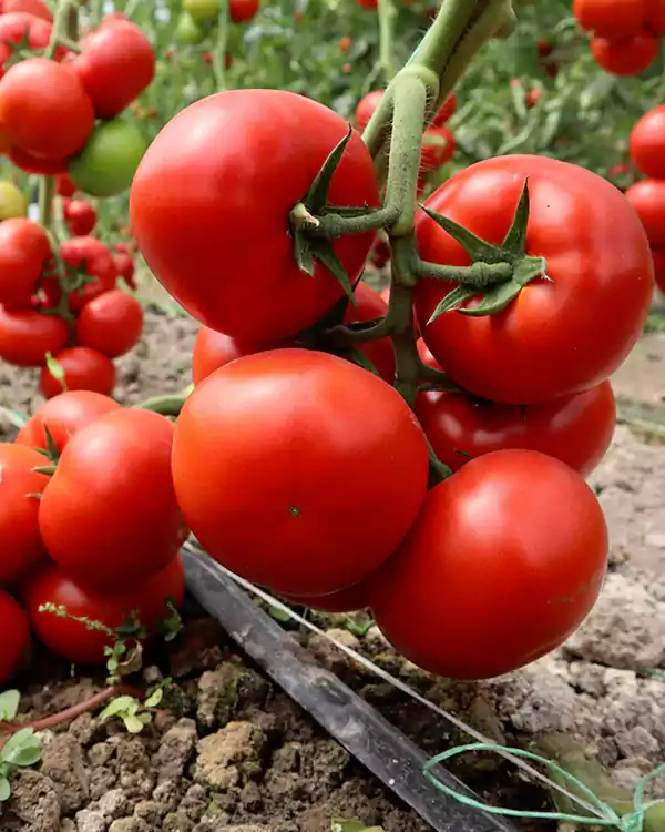 Indeterminate Tomatoes