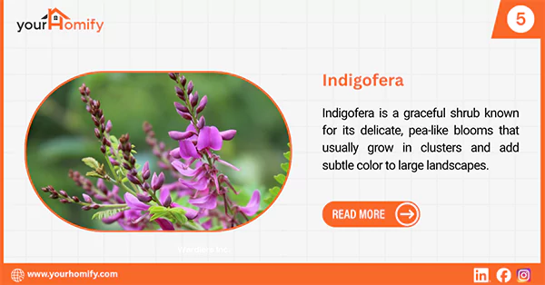 Indigofera