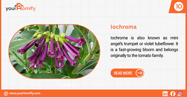 Iochroma