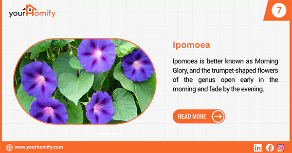 Ipomoea