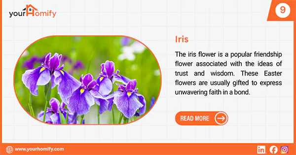 Iris