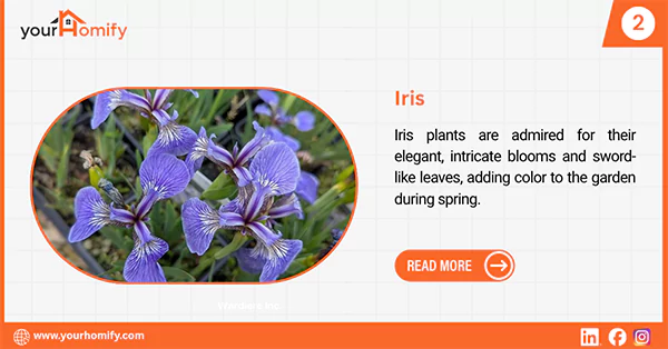 Iris