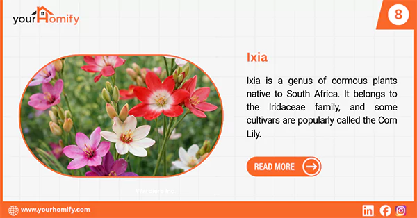 Ixia