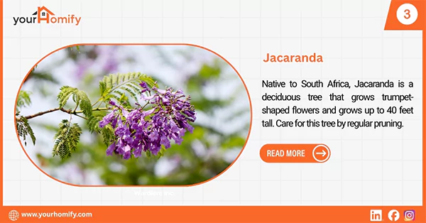 Jacaranda