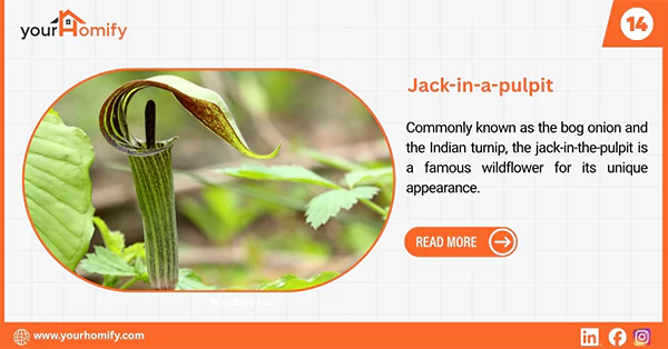 Jack in a pulpit