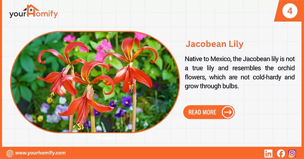 Jacobean Lily