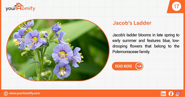 Jacobs ladder