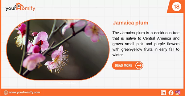 Jamaica plum