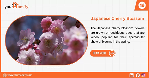 Japanese Cherry blossoms