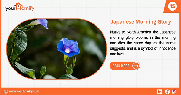 Japanese Morning Glory