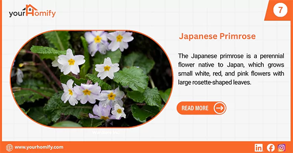 Japanese Primrose