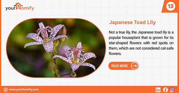 Japanese Toad Lily