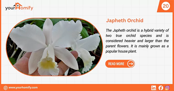 Japheth Orchid