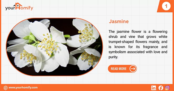 Jasmine flower