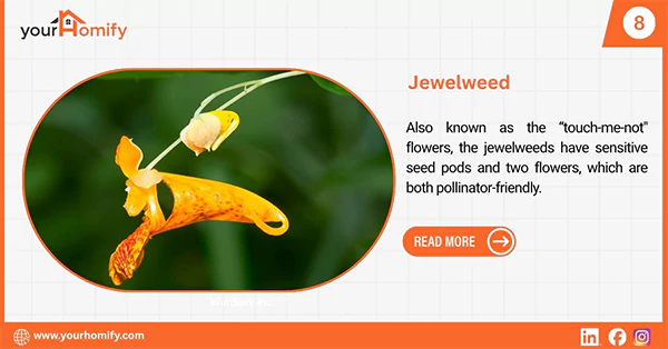 Jewelweed