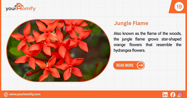 Jungle flame