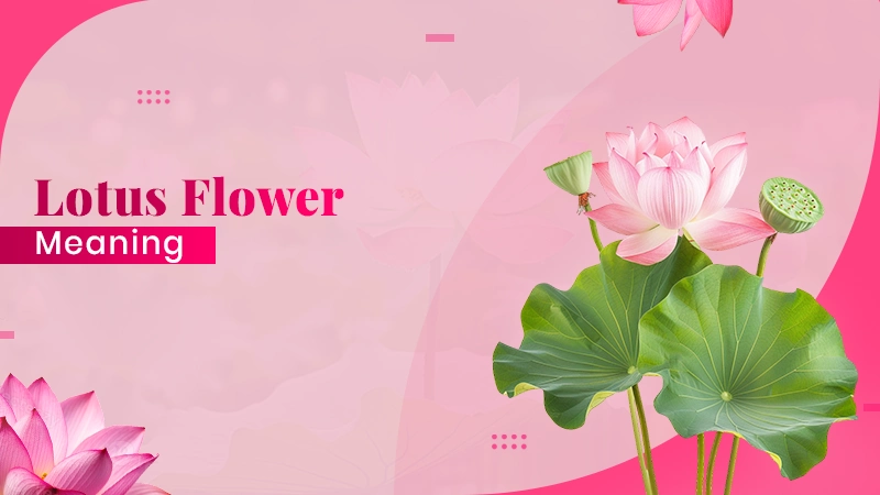 Lotus Flower Meaning Symbolism & Significance