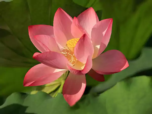 Lotus flower