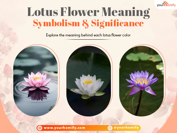 Lotus flower meaning