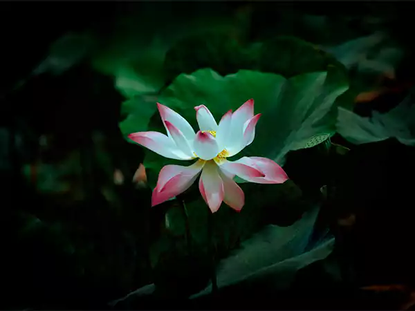Lotus flower1