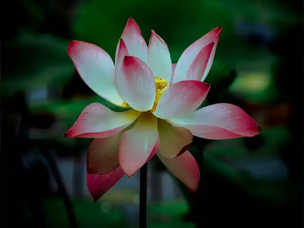 Lotus flower2