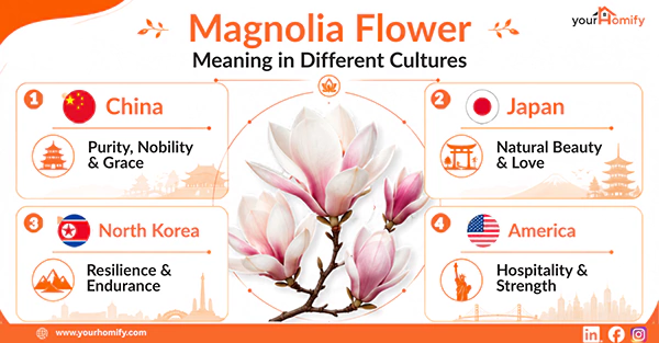 Magnolia Flower Meaning in Different Cultures