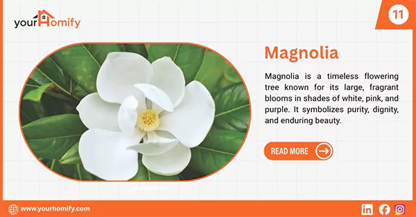 Magnolia