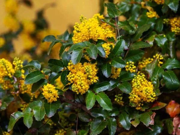 Mahonia plant