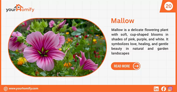 Mallow