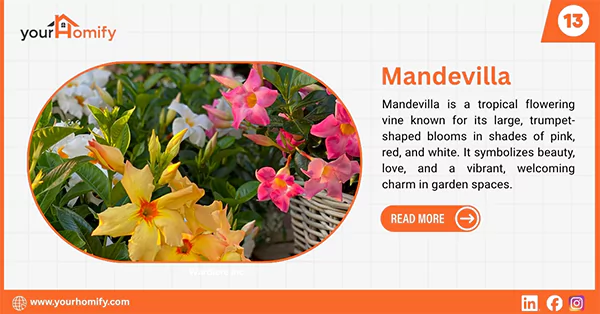 Mandevilla
