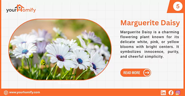 Marguerite Daisy