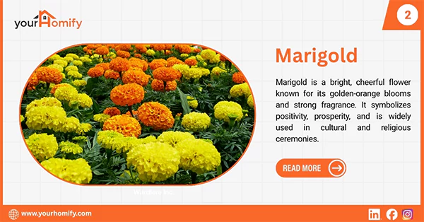 Marigold