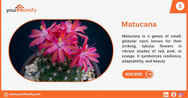 Matucana