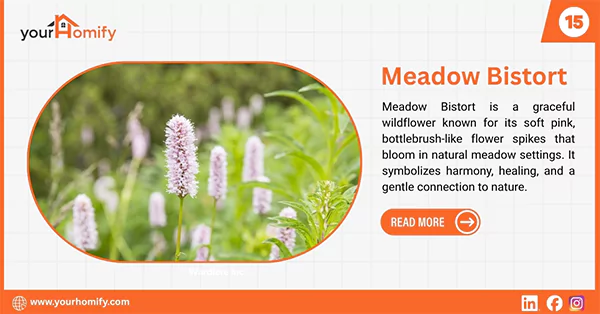 Meadow Bistort