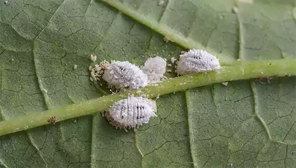 Mealy Bugs