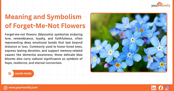 Meaning of Forget me not flowers