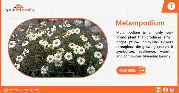 Melampodium