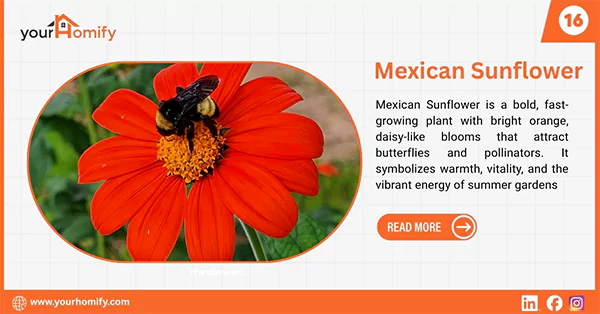 Mexican sunflower