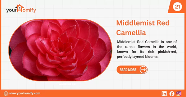Middlemist Red Camellia