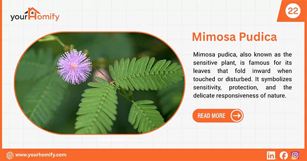 Mimosa pudica