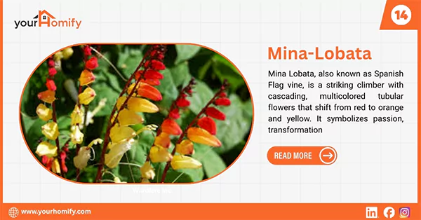 Mina lobata