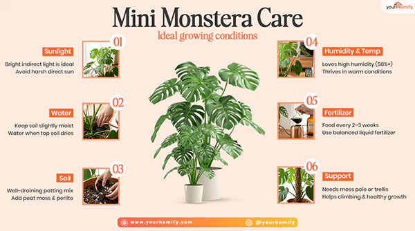 Mini Monstera care