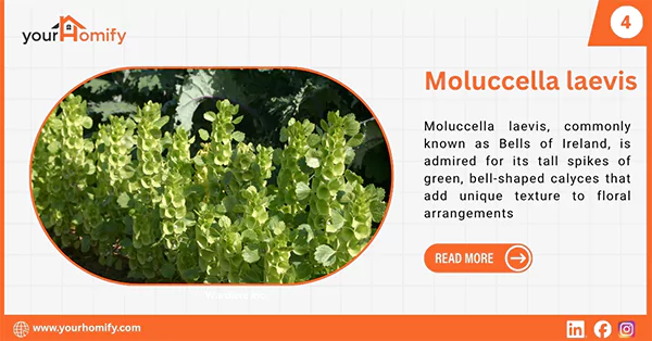 Moluccella laevis