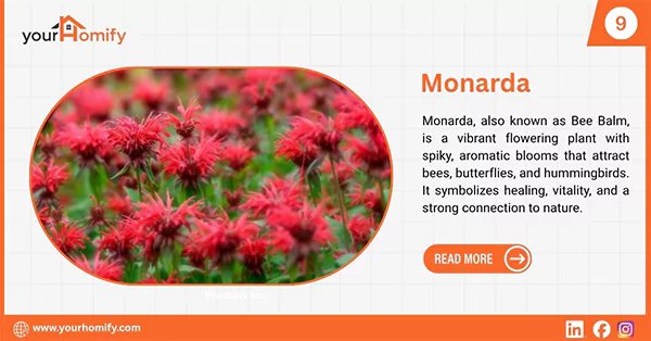 Monarda