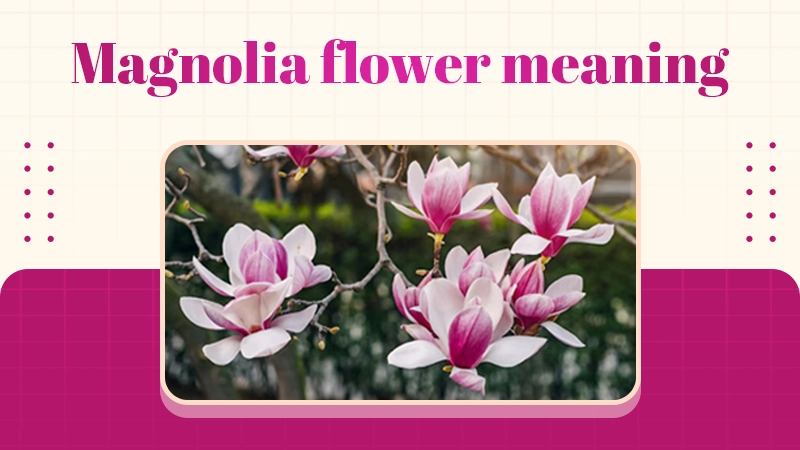Mongolia Flower Meaning