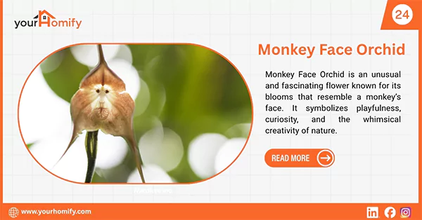 Monkey Face Orchid