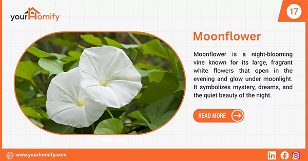 Moonflower