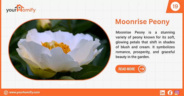 Moonrise Peony